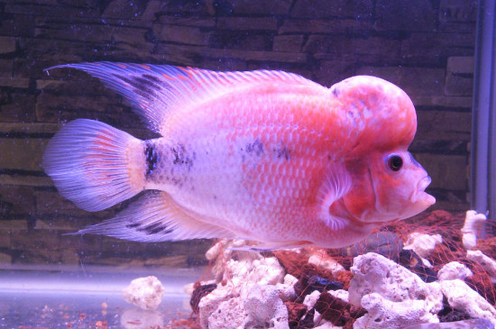 羅漢魚(yú)25度可以嗎