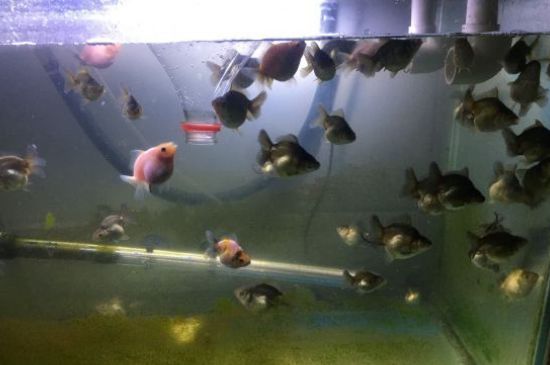 金魚身上變黑怎么治療
