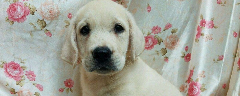 拉布拉多犬訓(xùn)練方法