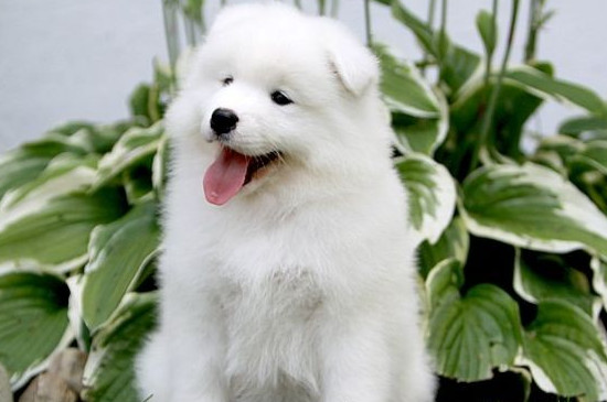 薩摩耶犬怎么訓練