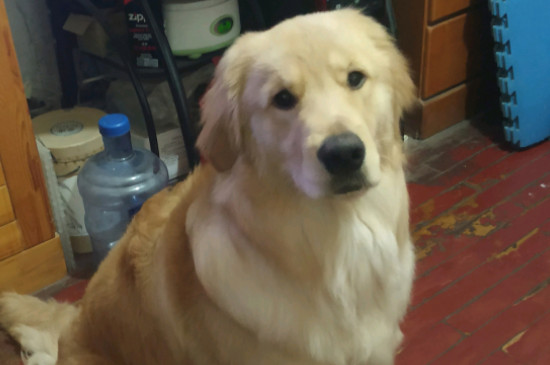 金毛犬性格溫順嗎，金毛是三大溫順犬之一