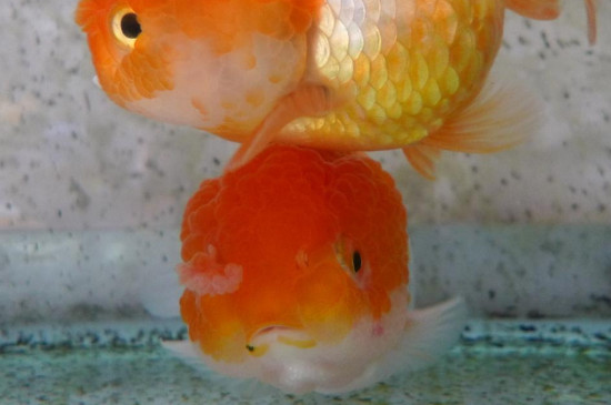 路邊買的小金魚吃啥