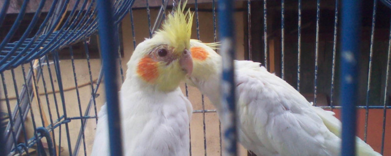 玄鳳鸚鵡多大不用保溫