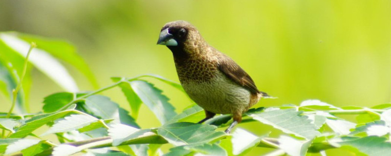 白文鳥(niǎo)怎么繁殖