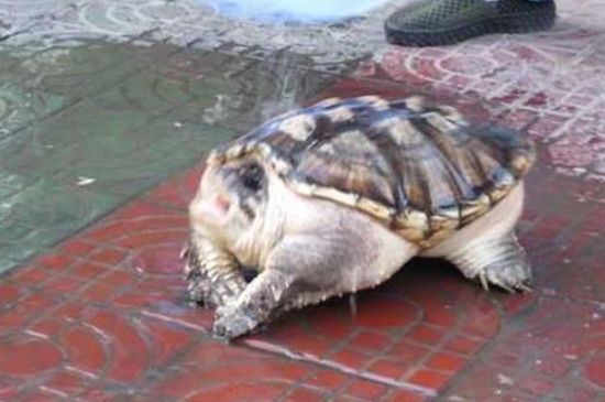 鱷龜多少度冬眠