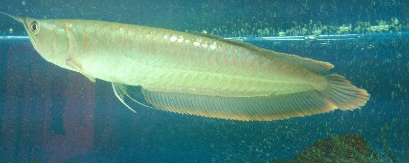 銀龍魚怎么養(yǎng)