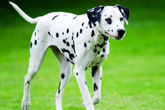 大麥町犬是中型犬嗎