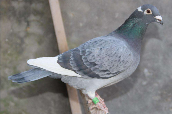 鴿子帶腳環(huán)是什么意思