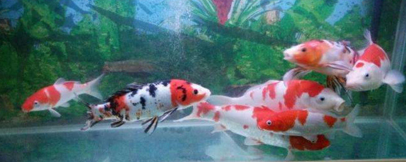 魚(yú)缸水渾濁怎么辦