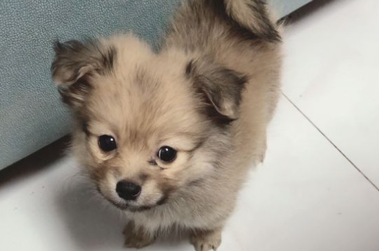 博美記仇嗎