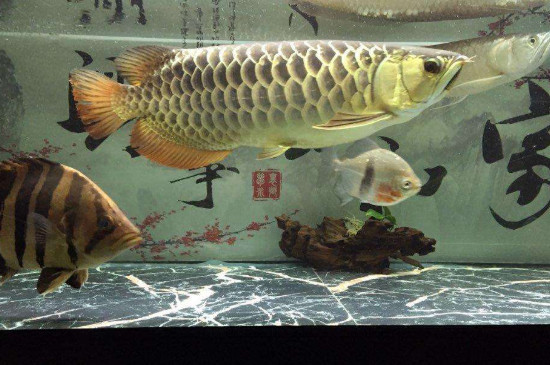金龍魚怎么看品相