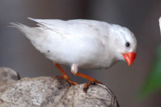 白文鳥冬天0度會(huì)凍死么