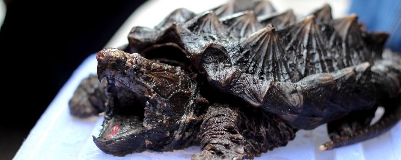 鱷魚龜怎么養(yǎng)