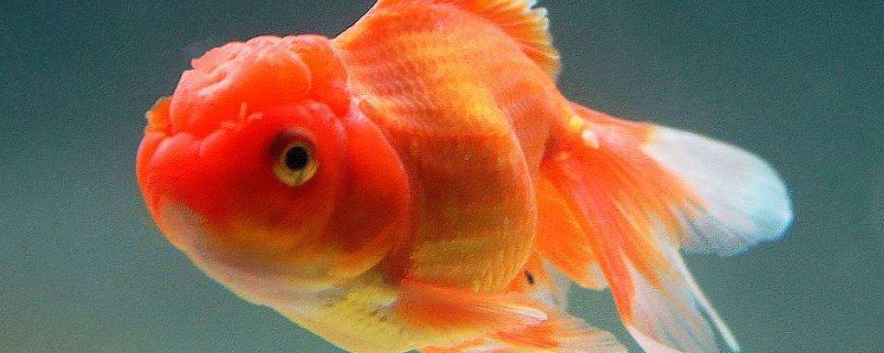 養(yǎng)金魚多久換一次水