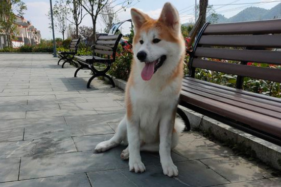秋田犬認(rèn)主人需要多久