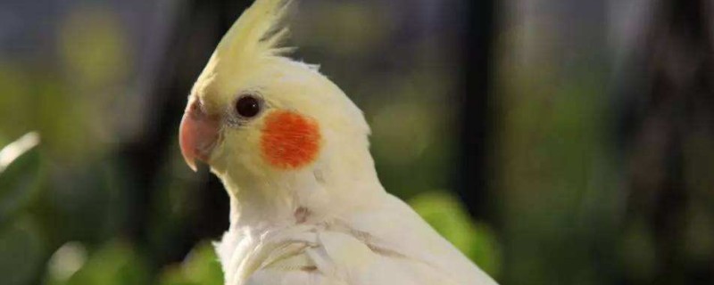 零下5度能養(yǎng)玄鳳鸚鵡嗎