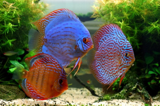七彩神仙魚可以長到多大