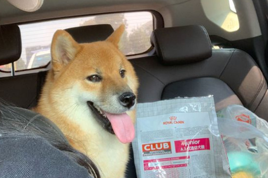 柴犬為什么要刨地