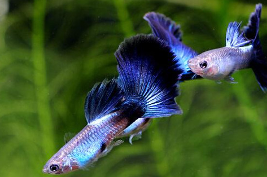 孔雀魚沒有公魚能繁殖嗎