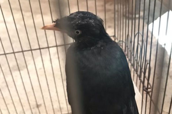 八哥鳥是幾歲的智商