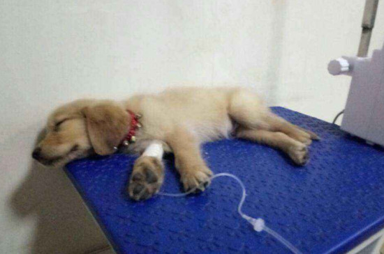 犬細小病毒的治療方法