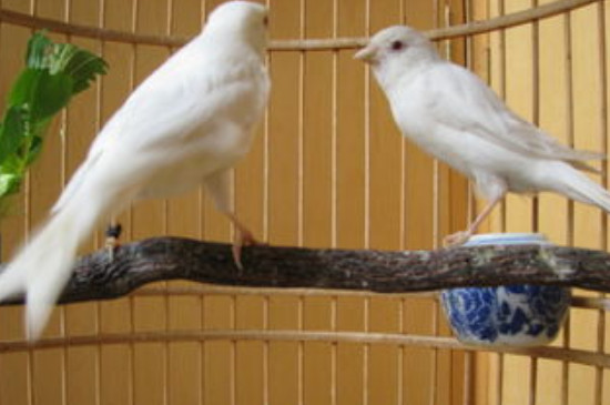 玉鳥不大叫怎么辦