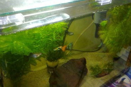 魚缸糞便怎么處理