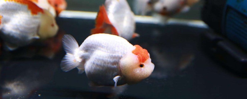 魚缸水霉怎么清除