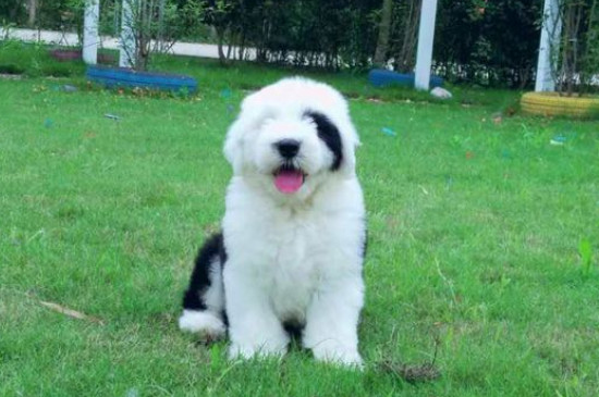 古牧犬怎么看純不純