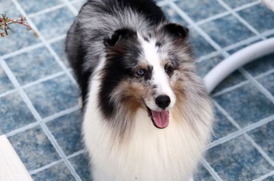 卷毛比熊犬智商排名第幾名，寵物狗比熊智商排行榜