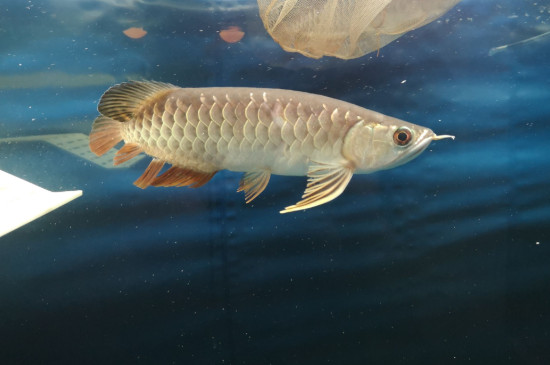 龍魚打架怎么辦
