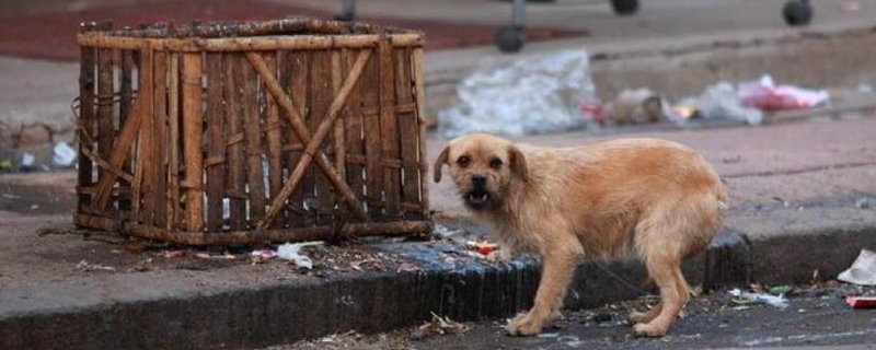 流浪狗為什么寧愿餓死也不吃