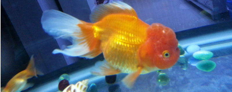 草金魚需要24小時(shí)打氧嗎