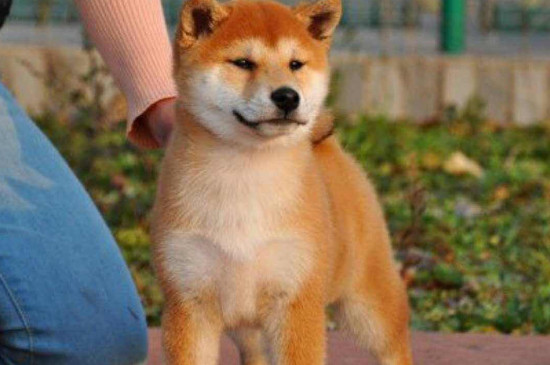 去犬舍買(mǎi)柴犬怎么挑，怎樣挑選小柴犬幼犬