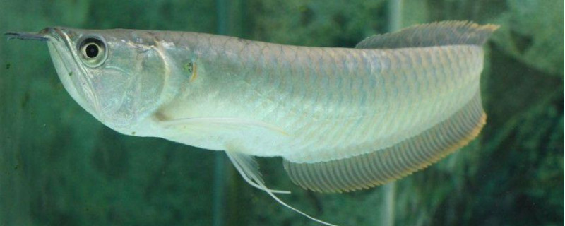 銀龍魚眼睛外面有白膜怎么辦