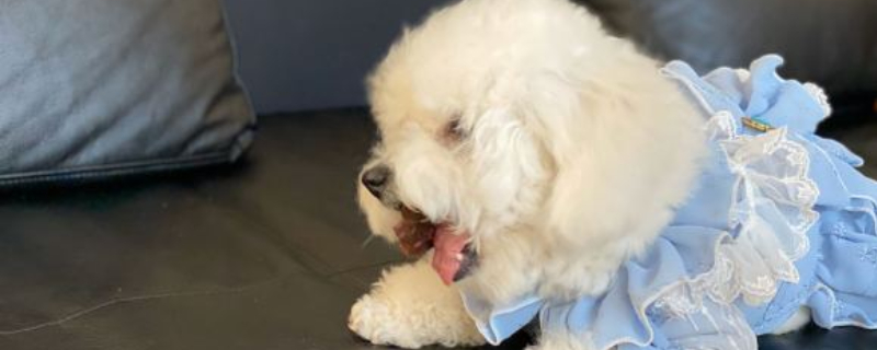 怎么教狗狗用抽水馬桶