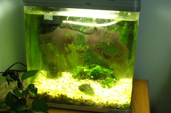 斗魚(yú)為什么不能用圓缸