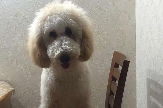 巨型泰迪怎么配出來的