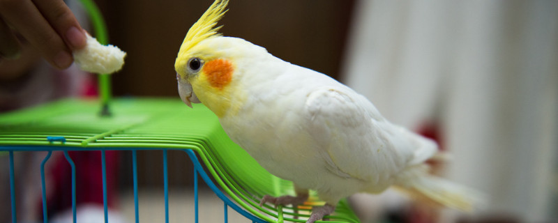 玄鳳鸚鵡多大開始喝水