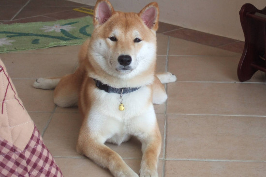 柴犬幼犬怎么訓練