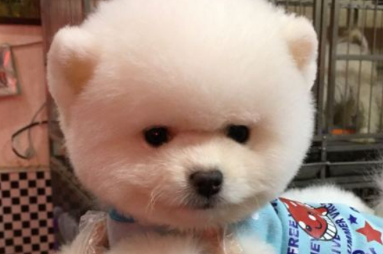 俊介犬聰明嗎