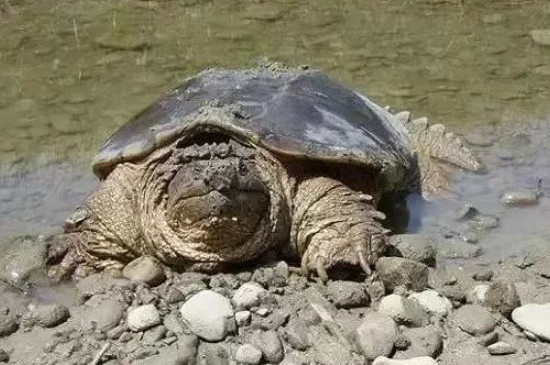 鱷龜身上有白色絮狀物怎么辦