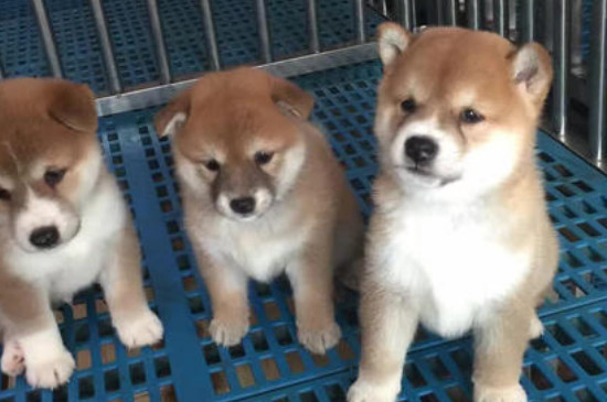 500元買個柴犬可能嗎，幾百塊能買到但血統(tǒng)不純
