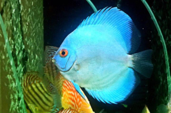 七彩神仙魚怎么養(yǎng)出狀態(tài)
