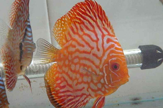 七彩神仙魚吃什么，給七彩神仙魚喂什么飼料好