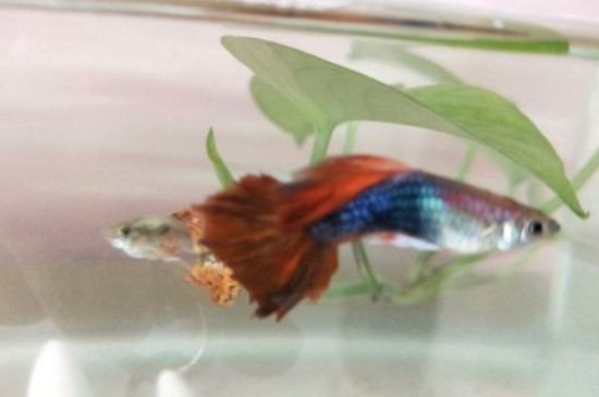 鳳尾魚(yú)怎么養(yǎng)