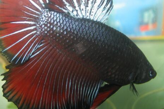 斗魚吃黑殼蝦嗎