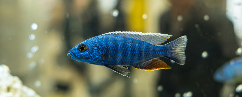 養(yǎng)熱帶魚(yú)的方法與技巧
