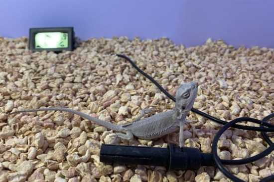 鬃獅蜥吃什么長得快
