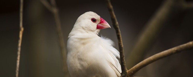文鳥換毛期注意事項
